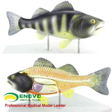WHOLESALE VETERINARY MODEL 12011 Fish Anatomical Model with Moved Organ Parts